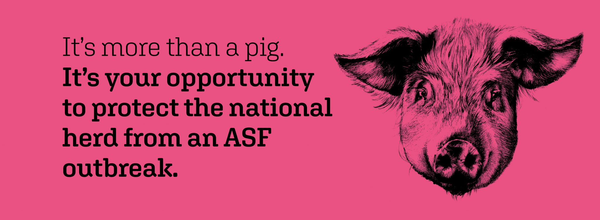 It's more than a pig. It's your opportunity to protect the national herd from an ASF outbreak.