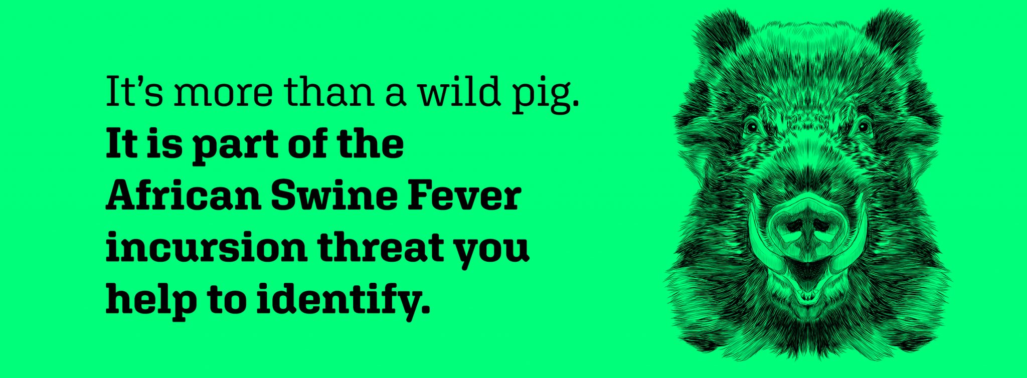 It's more than a wild pig. It is part of the african Swine Fever incursion threat you help to identify.
