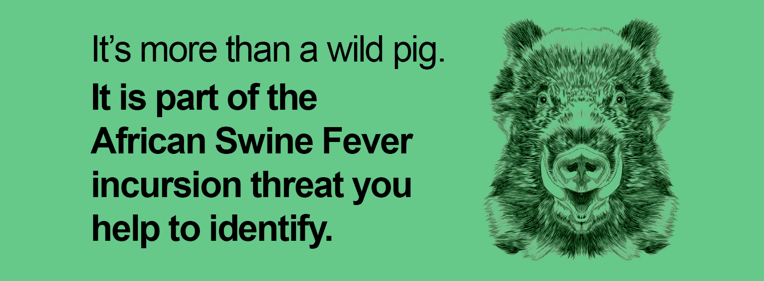 It's more than a wild pig. It is part of the african Swine Fever incursion threat you help to identify.